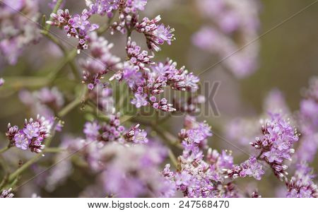 Flowering Limonium Pectinatum
