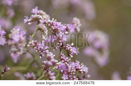 Flowering Limonium Pectinatum