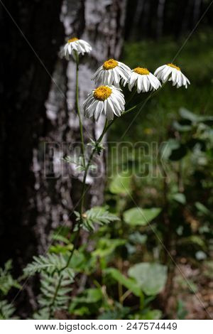 Pretty Small White Flowers Like Camomile Of Pyrethrum Cinerariifolium. Organic Insect Repellent.