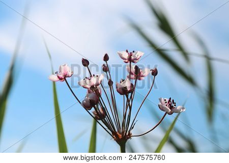 Floral Background. Butomus Umbellatus Is An Umbellate Flowering Plant Growing On The Banks Of Water