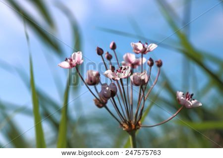 A Flower Against The Sky. Butomus Umbellatus Is An Umbellate Flowering Plant Growing On The Banks Of