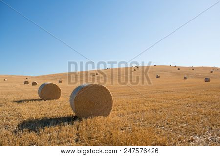 Harvestimg in Tuscany, Italy. Stacks of hay on summer field. Hay and straw bales in the end of summer