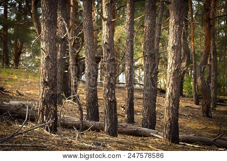 Evening Sun In The Pine Forest Close Up
