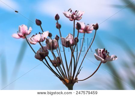 A Flower Against The Sky. Butomus Umbellatus Is An Umbellate Flowering Plant Growing On The Banks Of