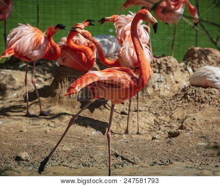 Pink Flamingos Are Walking In The Park In Nature