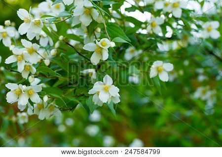 Branches Of Blooming Jasmine Closeup In A Summer Garden