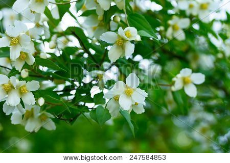 Branches Of Blooming Jasmine Closeup In A Summer Garden