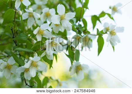 Branches Of Blooming Jasmine Closeup In A Summer Garden