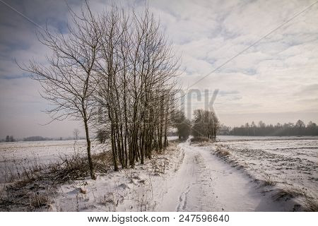 Winter Landscape In The Podlasie Region Of Poland
