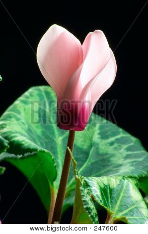 Ciclamino