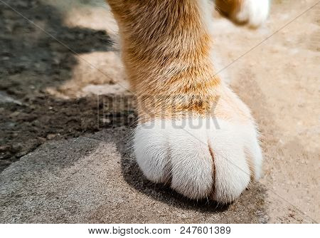 Paws Of A Red Cat With White Fingers, Close-up