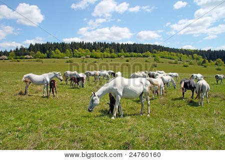 Lovak a legelőn