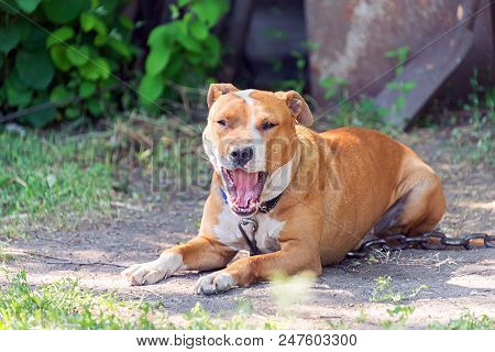 Homeless, Hungry Dog On The Street, Waiting For The Owner In The Summer Sun In Hot Weather