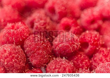 Background Texture Of Dripping Raspberry. Close-up Photo.