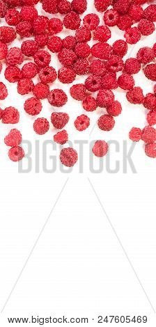 Dripping Raspberry On White Background. Close-up Photo.