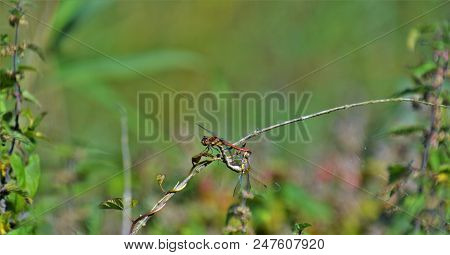 Dragonflies Mating On Plant Stalk, Rousham Gardens, Oxfordshire