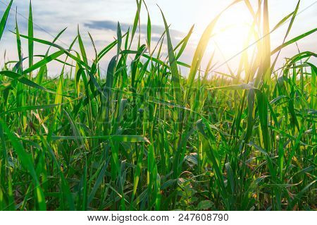 Real Fresh Green Grass Blackgroud With Sun Shines. Plants Grows. Lawns.
