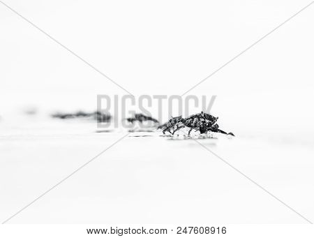 Minimalistic Black And White Shot With Shallow Depth Of Field Of The Green Crab On A Wet White Surfa