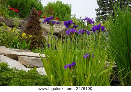 สวน Iris