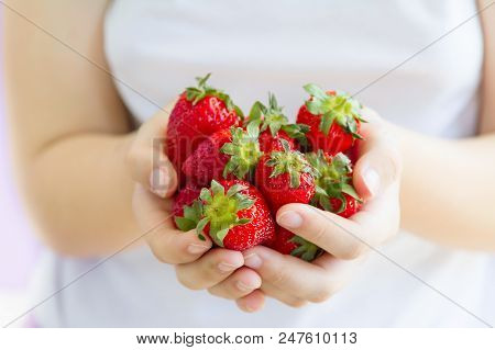 Women's Hands Holding A Large Handful Of Ripe Strawberries