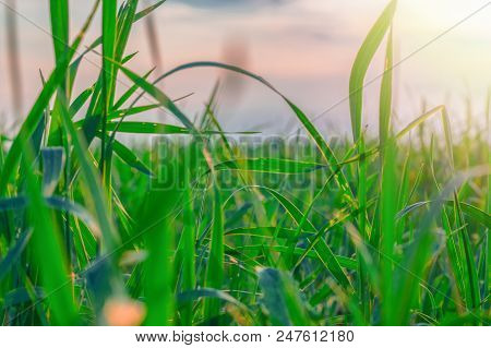 Real Fresh Young Green Grass Blackgroud With Sun Shines. Plants Grows. Lawns.