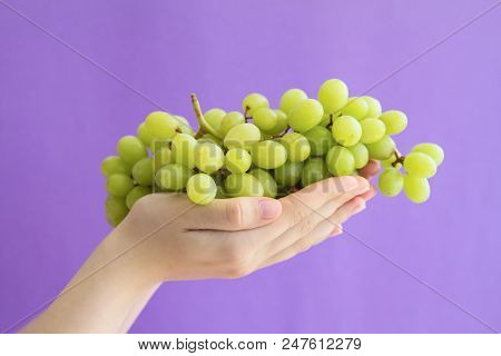 Women's Hands Holding A Large Handful Of Ripe Bunch Of Grapes