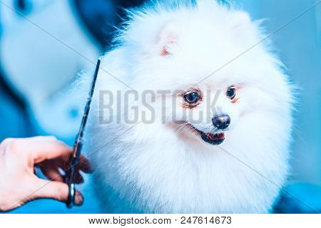 Groomer Haircut Pomeranian Dog In The Beauty Salon For Dogs. Toned Image. The Concept Of Popularizin