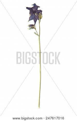 Herbarium With Dry Pressed Plants On White Background.