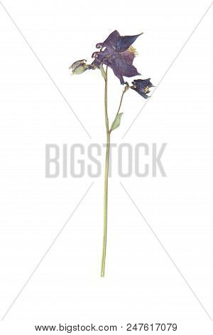Herbarium With Dry Pressed Plants On White Background.