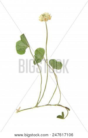 Herbarium With Dry Pressed Plants On White Background.