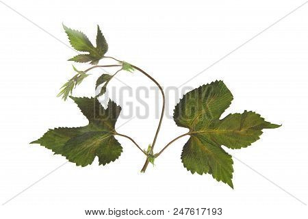 Herbarium With Dry Pressed Plants On White Background.
