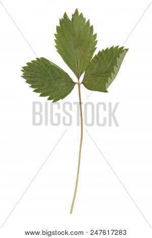 Herbarium With Dry Pressed Plants On White Background.