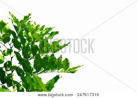 Tropical Tree Leaves With Branches On White Isolated Background For Green Foliage Backdrop