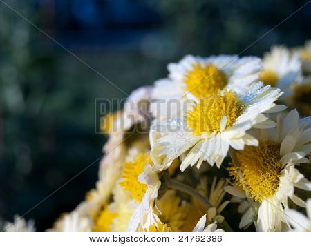 fiori