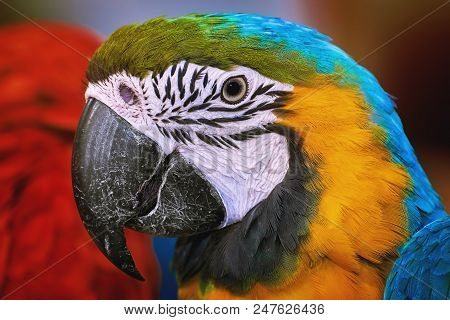 Portrait Of The Macaw Parrot Over The Background