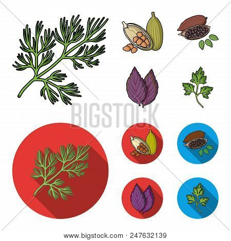 Dill, Cocoa Beans, Basil.herbs And Spices Set Collection Icons In Cartoon, Flat Style Vector Symbol 