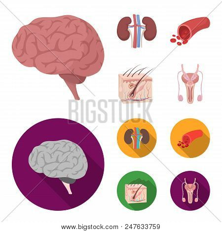 Brain, Kidney, Blood Vessel, Skin. Organs Set Collection Icons In Cartoon, Flat Style Vector Symbol 