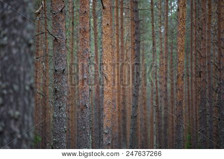 Pine Forest Background