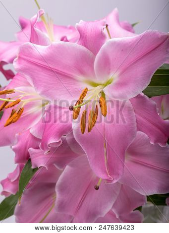 Close-up Of Pink Liles Flowers.  Common Names For Species In This Genus Include Fairy Lily Rainflowe