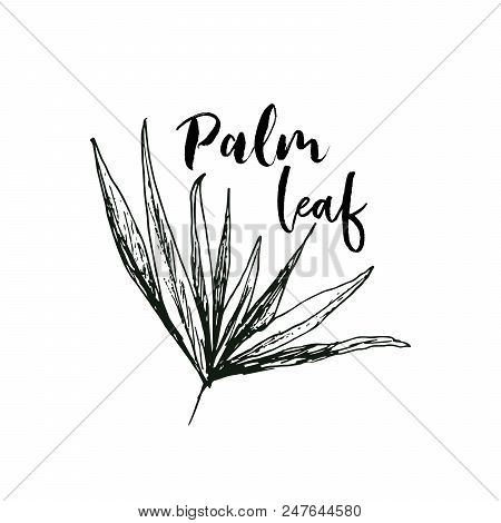 Isolated Coconut Or Queen Palm Tree With Leaves. Beach And Rainforest, Desert Coco Flora. Foliage Of