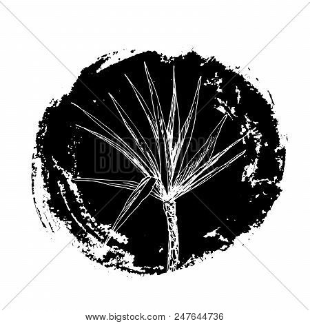Isolated Coconut Or Queen Palm Tree With Leaves. Beach And Rainforest, Desert Coco Flora. Foliage Of