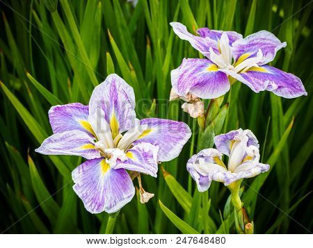 Purple Striped Iris On The Flowerbed Among Lush Greenery