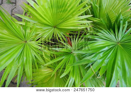 Top View Of Leaves Saw Palmetto, Abstract Leaves Texture, Ecological Concept, Space For Text In Temp