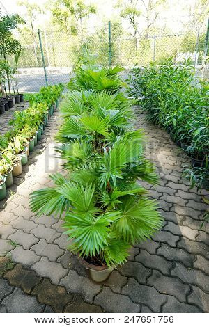 Group Of Saw Palmetto Tree, Ecological Concept, Space For Text In Template (sabal Palm, Serenoa Repe