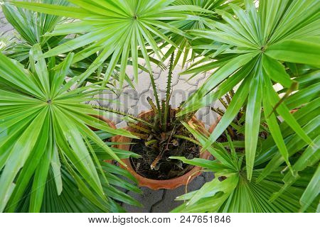Top View Of Leaves Saw Palmetto, Abstract Leaves Texture, Ecological Concept, Space For Text In Temp