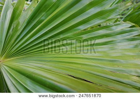 Close Up Of Leaves Saw Palmetto, Abstract Leaves Texture, Ecological Concept, Space For Text In Temp