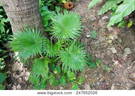 Top View Of Leaves Saw Palmetto, Abstract Leaves Texture, Ecological Concept, Space For Text In Temp