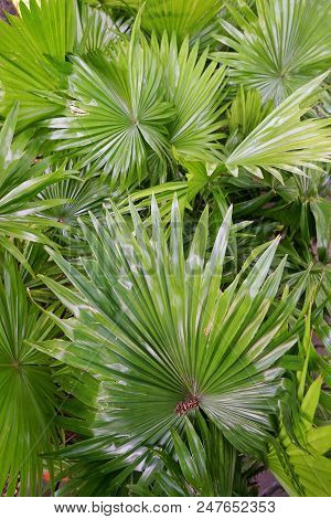 Top View Of Leaves Saw Palmetto, Abstract Leaves Texture, Ecological Concept, Space For Text In Temp