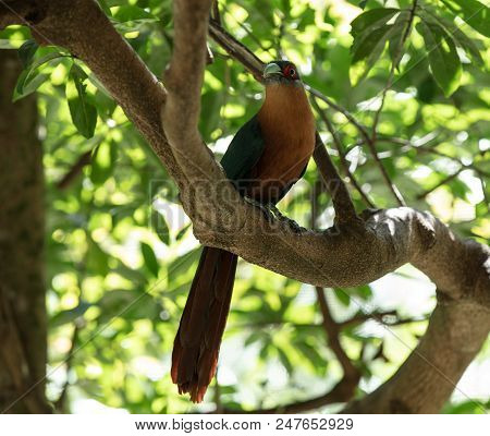 Chestnut Breasted Malkoha Has Spotted Your Camera