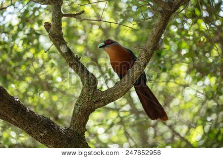 Chestnut Breasted Malkoha Is Perched And Watchful